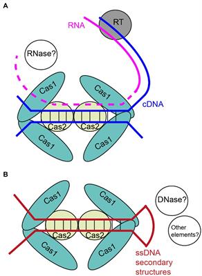 Adaptation by Type III CRISPR-Cas Systems: Breakthrough Findings and Open Questions